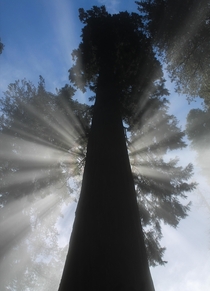 Sun behind a Sequoia Tree 