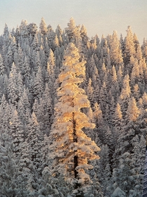 Sun highlighting a single tree Sierras