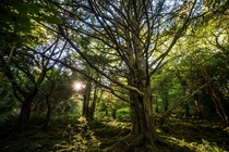 Sun peaking through the trees in Killarney National Park Ireland 