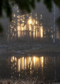 Sun rises through a misty forest island Pellinge Finland 