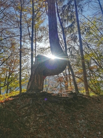 Sun shines through a weirdly shaped tree on Mount Krim near Ljubljana Slovenia 