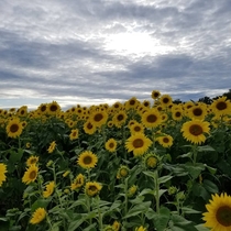 Sunflower farm in Newbury MA OC x