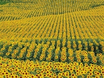 Sunflower field Cdiz Spain  x