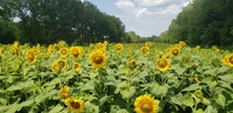 Sunflower field in Maryland 