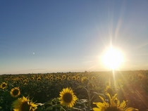 Sunflower field in Romania x 