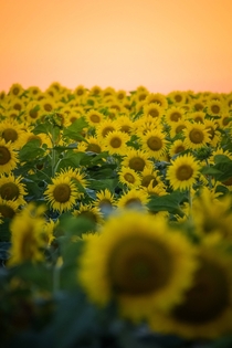 Sunflower field Indjija Serbia 