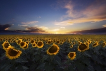 Sunflower Fields in Colorado at Sunset 