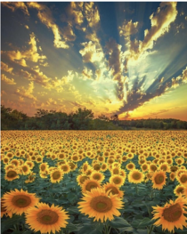 Sunflower heaven in Ukraine