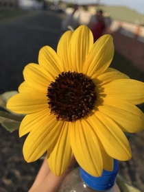 Sunflower Helianthus annuus L 