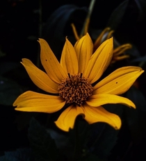 Sunflower in dark