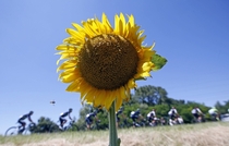 Sunflower in Villars-les-Dombes France 