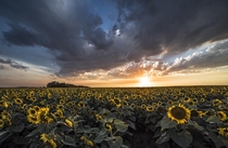 Sunflower Sunset in North Dakota 