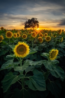 Sunflowers at Sunset - Zamora CA 