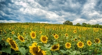 Sunflowers before rain Virginia 