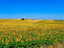 Sunflowers Field Aljustrel Alentejo Portugal 
