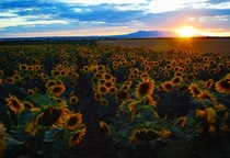 Sunflowers in Colorado 