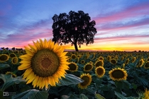 SUNflowerSET - the Amazing Sunflower Fields of Yolo County CA -  - IG BersonPhotos