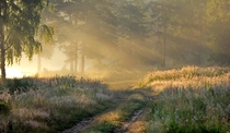 Sunlight on a misty morning in the forests south of Moscow  photo by Alex Mashtakov