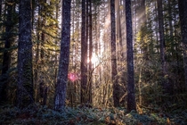 Sunlight through trees at Gifford Pinchot National Forest Washington 