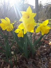 Sunny Daffodils in Atlantic Canada