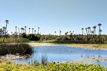 Sunny day in Florida at Orlando Wetlands Park 