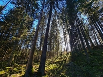 Sunny forest Estonia 