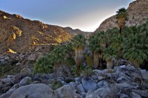 Sunrise from the  Palms Oasis in Joshua Tree National Park 