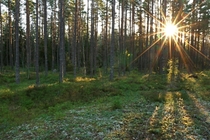 Sunrise in a Swedish forest 