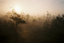 Sunrise in Knnu bog Estonia Taken with a disposable camera 