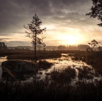 Sunrise in the WetlandsSweden 