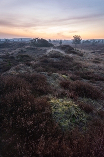 Sunrise over the heather covered moor - Denmark 