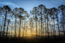 Sunrise through Tall Pines Ocala National Forest Florida  x