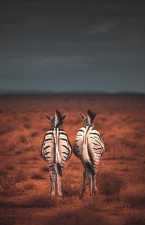 Suns out bumps out Two Zebras on the plains of Ethosa before a storm rolls in