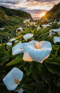 Sunset among the Calla Lilies in Big Sur California 