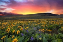 Sunset at Columbia Hills State Park in Washington  by David Gn