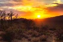 Sunset in Saguaro National Park Tucson AZ 