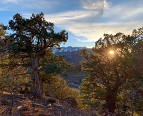 Sunset on old cypress overlooking valley near Telluride Colorado 