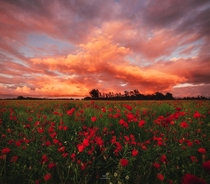 Sunset over a poppy field in Denmark 