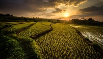 Sunset over the rice field terraces of Indonesia 