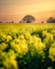 Sunset rapeseed field in UK 