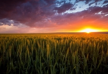 Sunset storm over a wheat field in Montana 