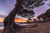 Sunset TreeBunker BayWestern Australia OC x