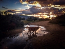 Sunset with Dog Enjoying a Mud Puddle