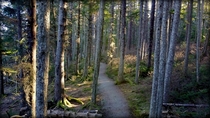 Sunshine through the forest Juneau Alaska  OC
