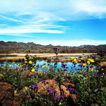 Super bloom in the Arizona Desert 