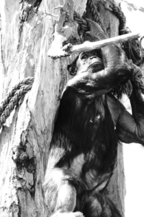 Supermodel chimpanzee Pan troglodytes