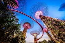 Supertrees in Singapores futuristic Gardens by the Bay