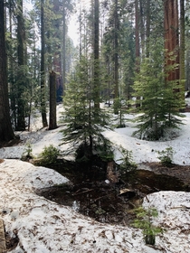 Surprisingly Good Photo - Sequoia National Park California 