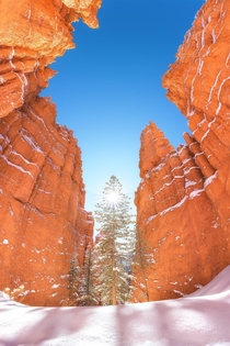 Surrounded by giant hoodoo walls at Bryce Canyon National Park UT  matt_thomson_visuals