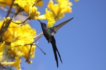 Swallow-tailed Hummingbird feeding on the bright yellow flowers of a Trumpet Tree 